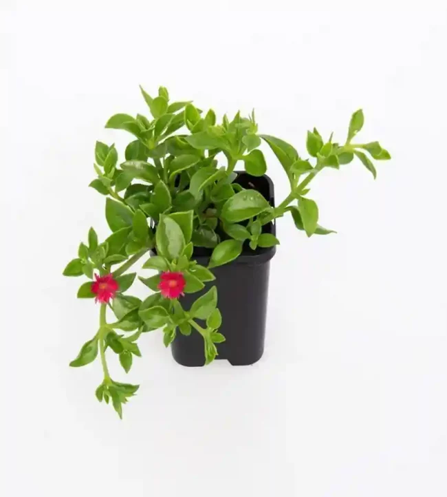 Aptenia Cordifolia en Pot (Mix)