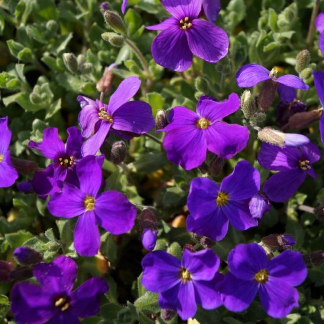 Aubriète – Image 4