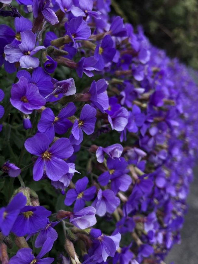 Aubriète – Image 3