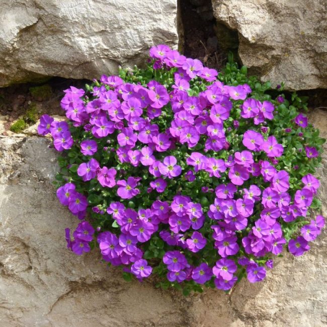 Aubriète – Image 5