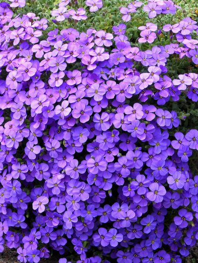 Aubriète