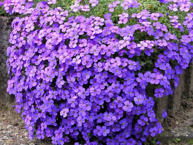 Aubriète
