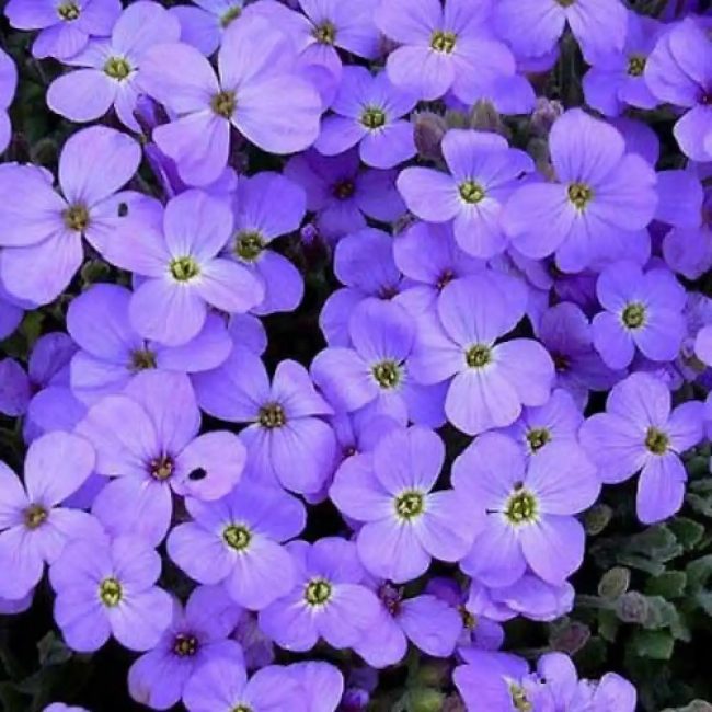 Aubriète – Image 2