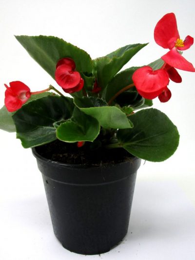 Bégonia 'Dragon' en Pot