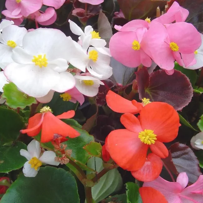 Bégonia 'Semperflorens' en Pot (Mix) – Image 4