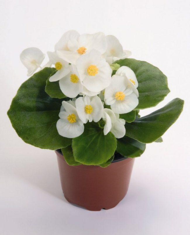 Bégonia 'Semperflorens' en Pot (Mix)