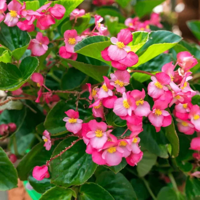 Bégonia 'Semperflorens' en Pot (Mix) – Image 3