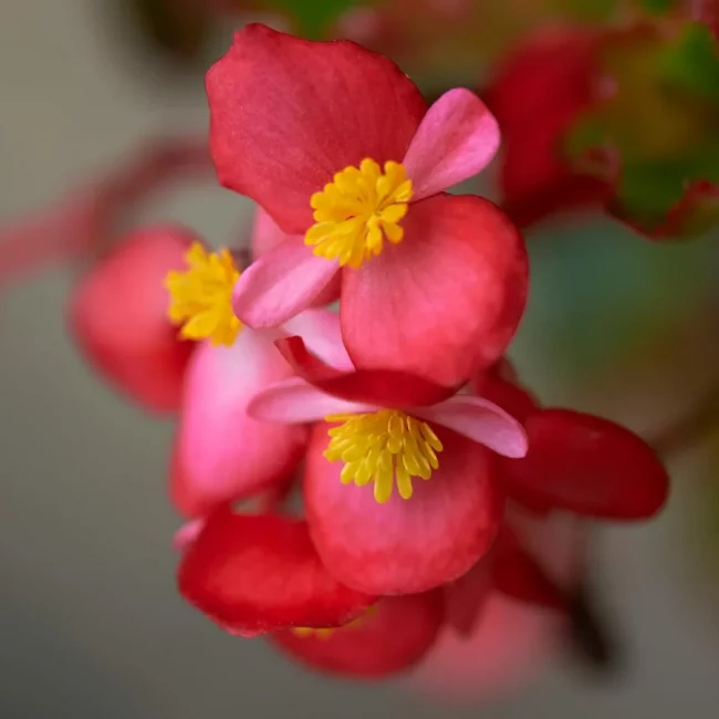 Bégonia 'Semperflorens' en Pot (Mix) – Image 2