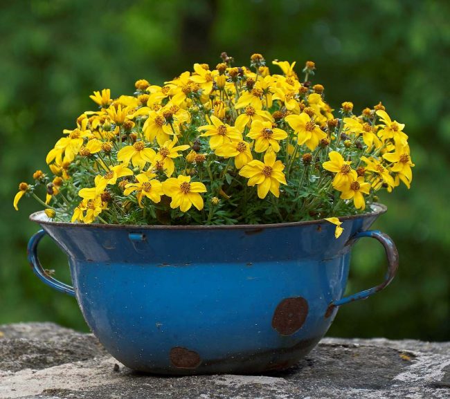 Bidens en Pot – Image 4