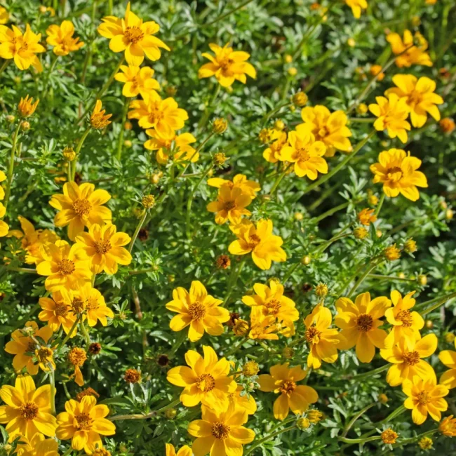 Bidens en Pot – Image 3
