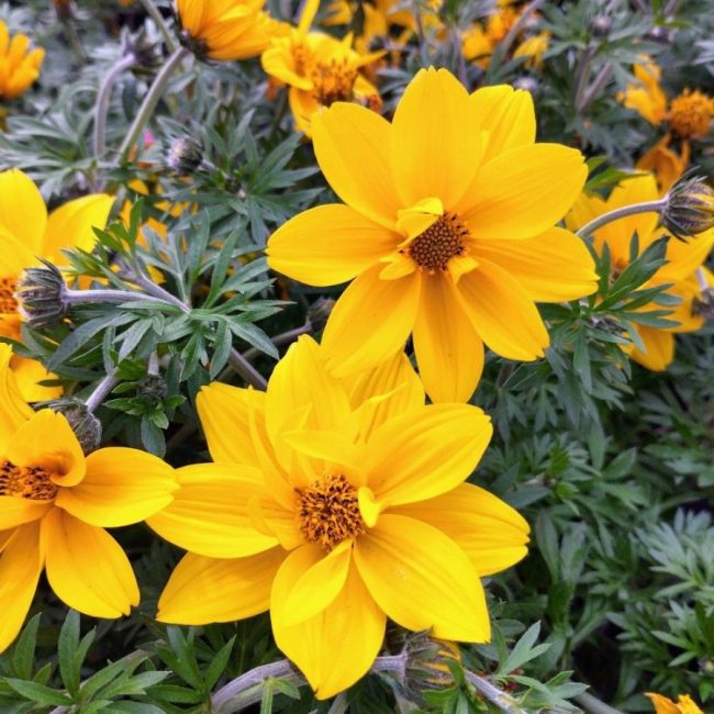 Bidens en Pot – Image 2
