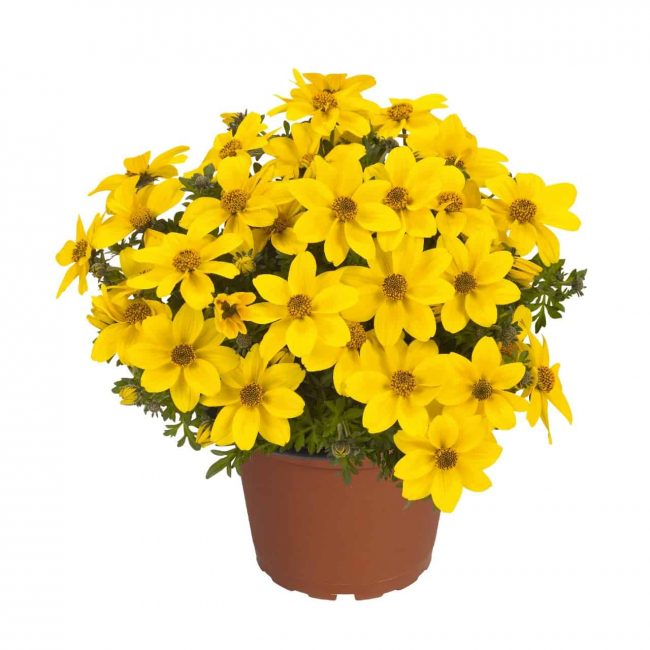 Bidens en Pot