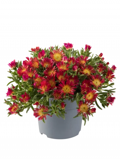 Pourpier Vivace – Delosperma en Pot (Mix)