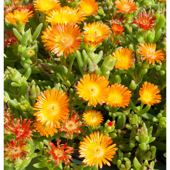 Pourpier Vivace – Delosperma en Pot (Mix) – Image 5