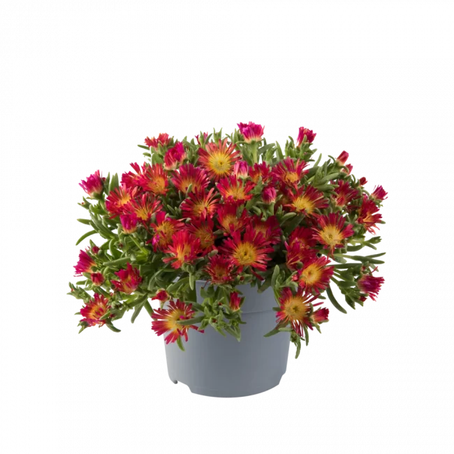 Pourpier Vivace – Delosperma en Pot (Mix)