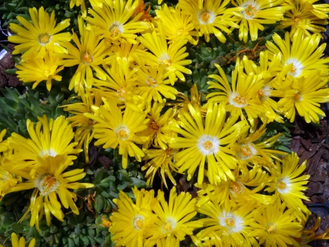 Pourpier Vivace – Delosperma en Pot (Mix) – Image 4