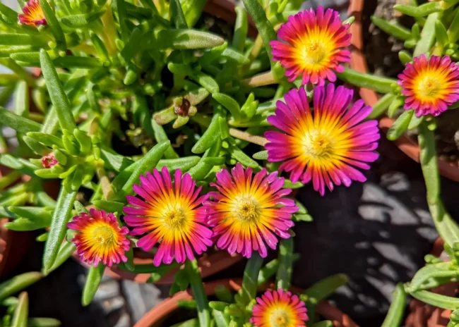 Pourpier Vivace – Delosperma en Pot (Mix) – Image 3