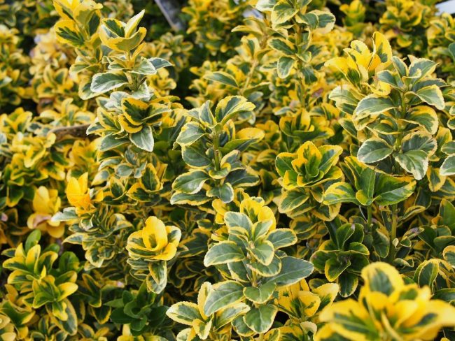 Fusain (Variétés) – Euonymus 'Japonicus' – Image 2