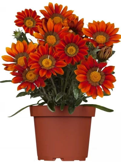 Gazania en Pot (Mix)