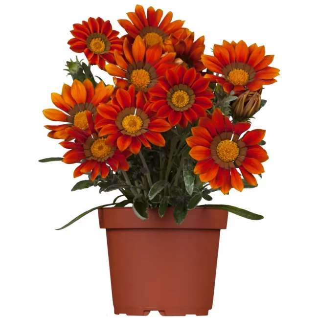 Gazania en Pot (Mix)