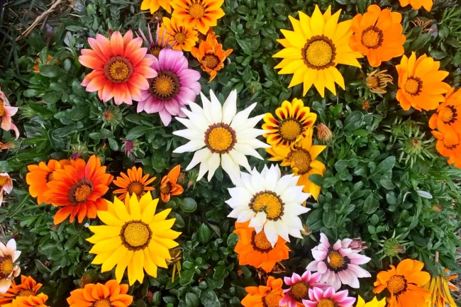 Gazania en Pot (Mix) – Image 2