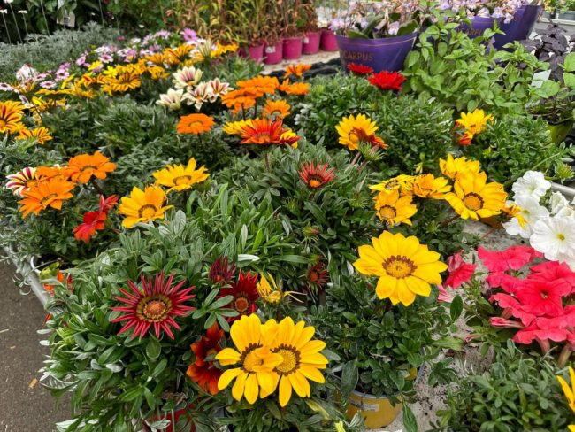 Gazania en Pot (Mix) – Image 4