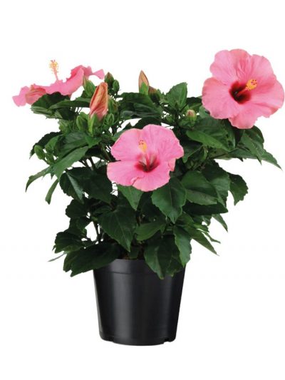 Hibiscus – Rosa-sinensis en Pot (Mix)