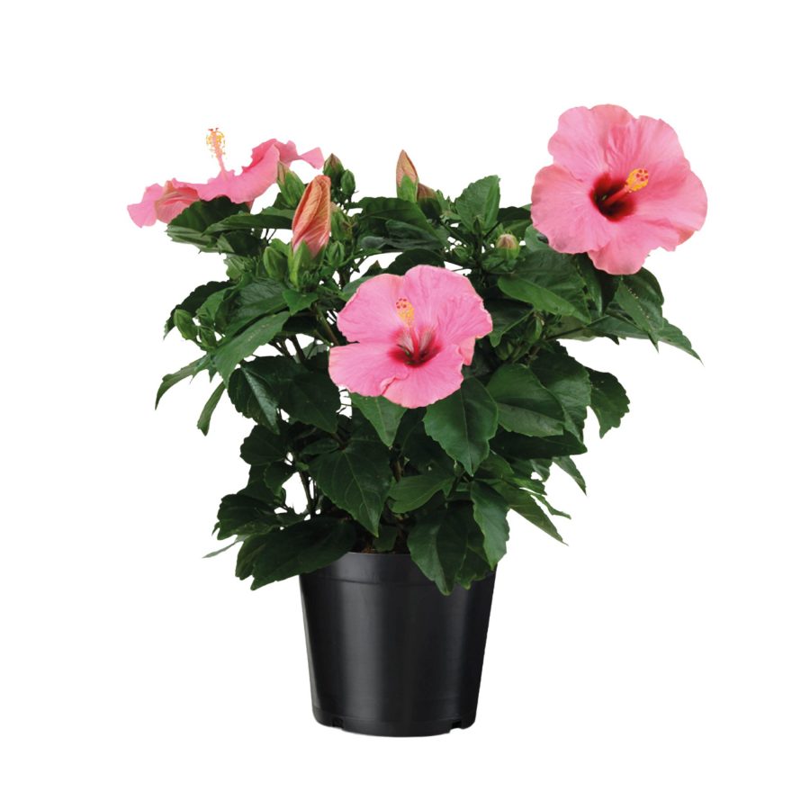 Hibiscus – Rosa-sinensis en Pot (Mix)