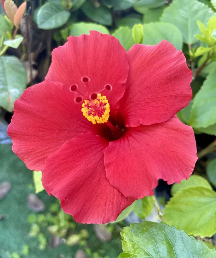 Hibiscus – Rosa-sinensis en Pot (Mix) – Image 3