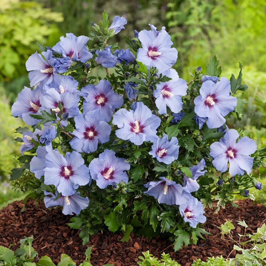 Hibiscus – Rosa-sinensis en Pot (Mix) – Image 5