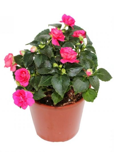Impatiens 'Fleur Double' en Pot (Mix)