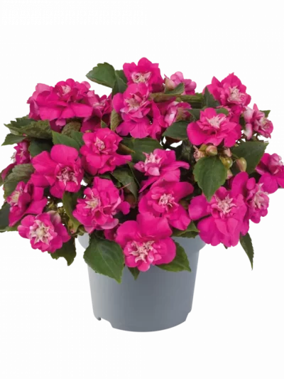 Impatiens Walleriana en Pot (Mix)