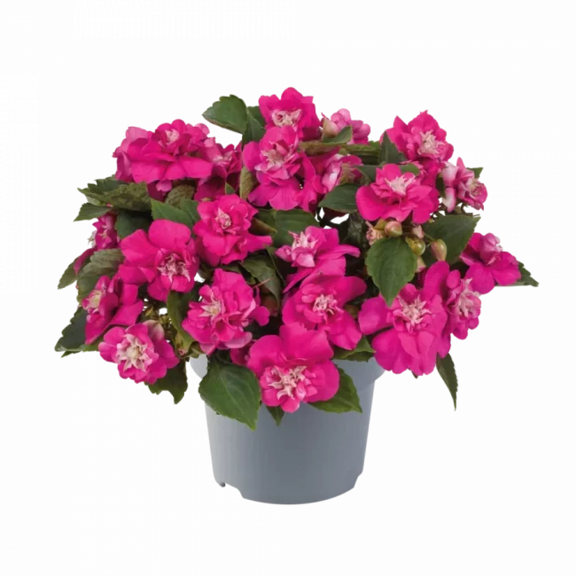 Impatiens Walleriana en Pot (Mix)