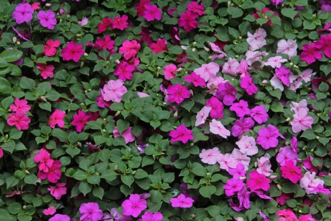 Impatiens Walleriana en Pot (Mix) – Image 8