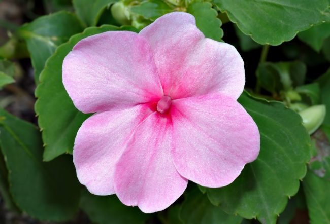 Impatiens Walleriana en Pot (Mix) – Image 2