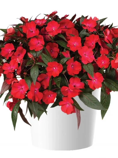 Impatiens de Nouvelle Guinée en Pot (Mix)
