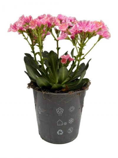 Lewisia en Pot (Mix)