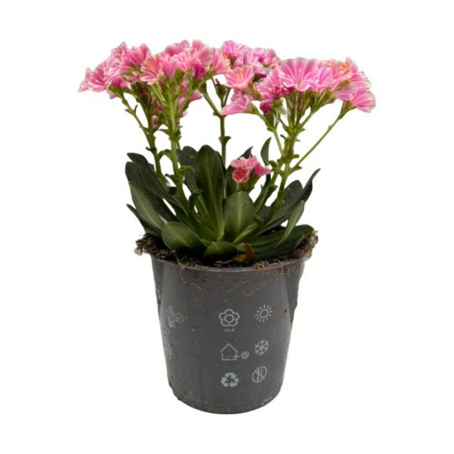 Lewisia en Pot (Mix)
