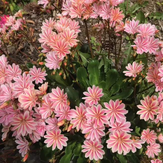 Lewisia en Pot (Mix) – Image 3