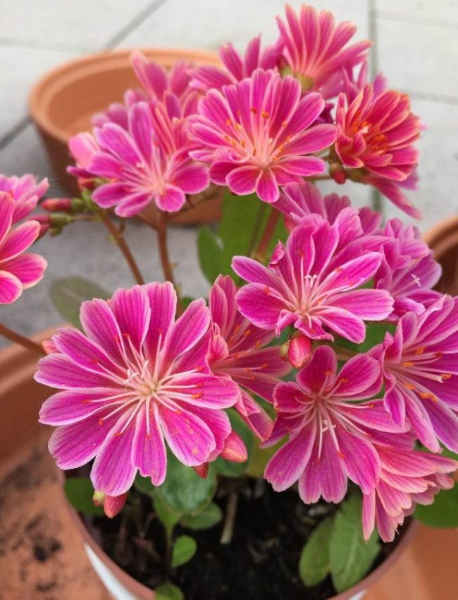 Lewisia en Pot (Mix) – Image 2