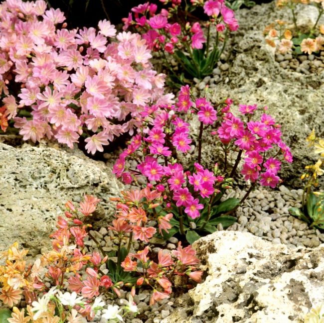 Lewisia en Pot (Mix) – Image 4