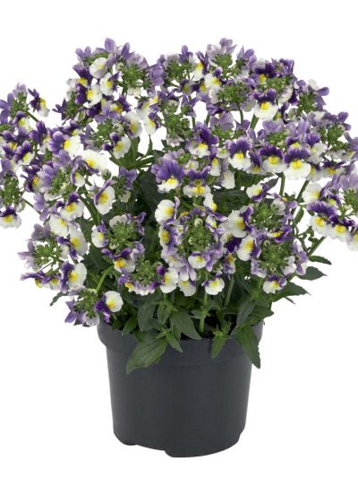 Nemesia en Pot (Mix)