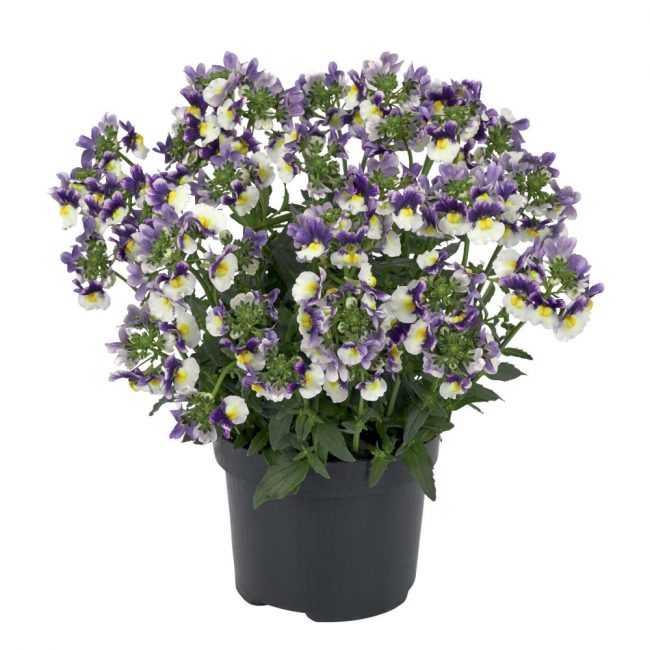 Nemesia en Pot (Mix)