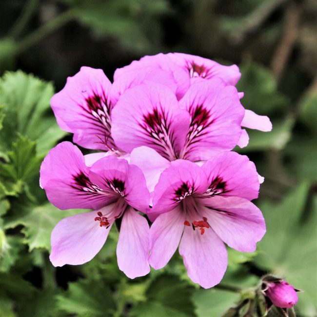 Pélargonium Parfumé en Pot (Mix) – Image 4