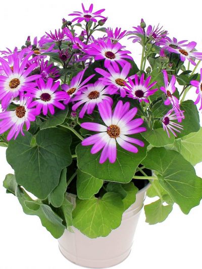 Péricallis en Pot (Mix)
