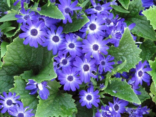 Péricallis en Pot (Mix) – Image 3
