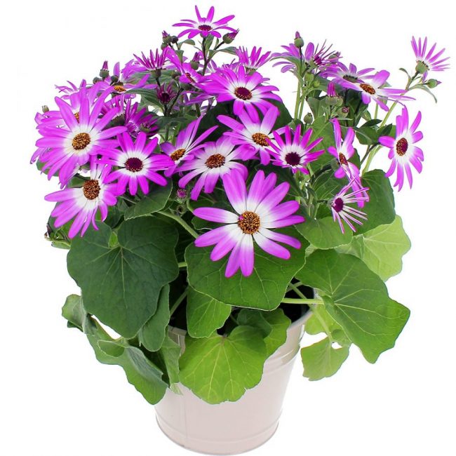 Péricallis en Pot (Mix)