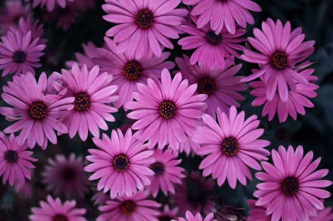 Péricallis en Pot (Mix) – Image 4