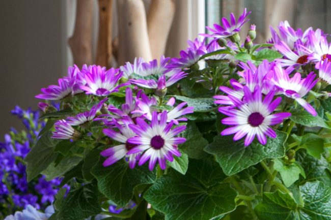 Péricallis en Pot (Mix) – Image 5