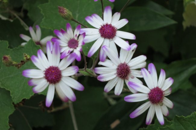 Péricallis en Pot (Mix) – Image 2